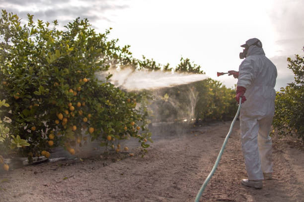 Best Wasp Removal Services  in Gerber, CA