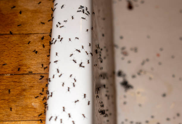 Best Commercial Pest Control Services  in Gerber, CA