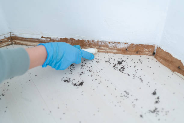 Best Rat Extermination Near Me  in Gerber, CA
